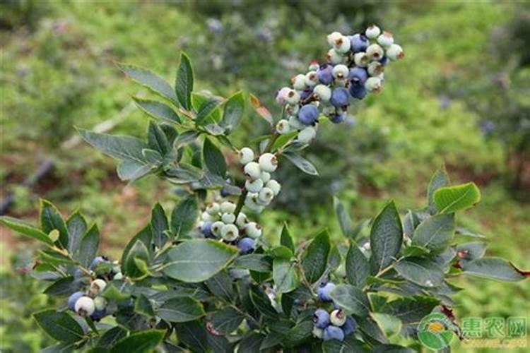 玉米追肥用什么肥料最好