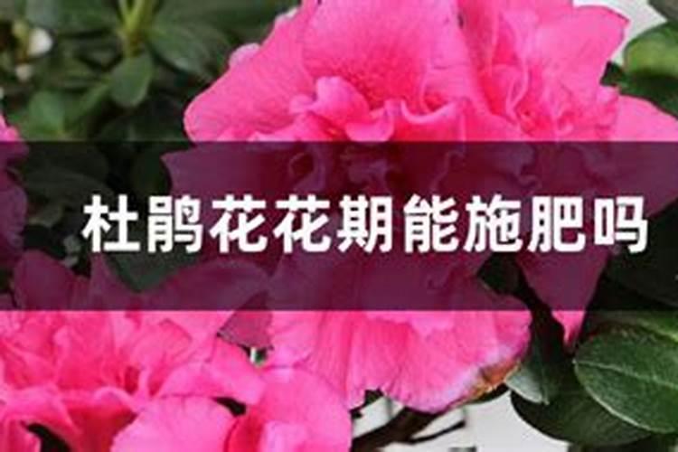 杜鹃开花期间施什么肥,能喷磷酸二氢钾吗