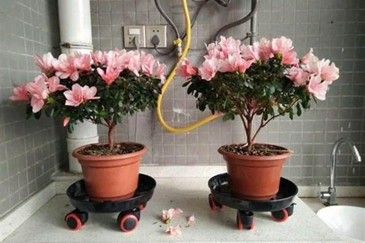 杜鹃花花期能施肥吗,杜鹃花什么时候施肥