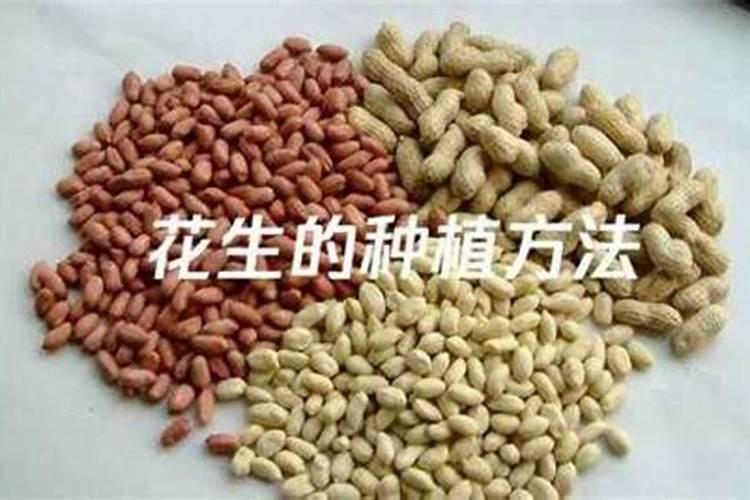花生硼肥什么时间施用