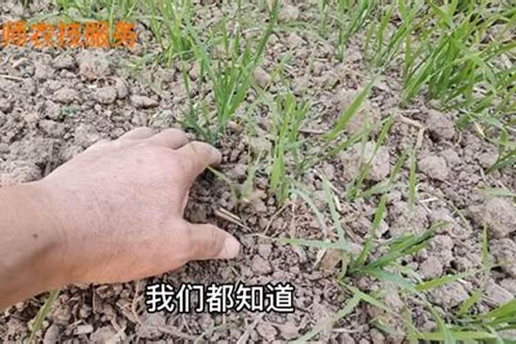 小叶黄杨叶子发黄怎么救