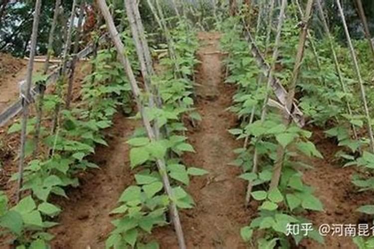 芸苔素内酯有酒精味吗？