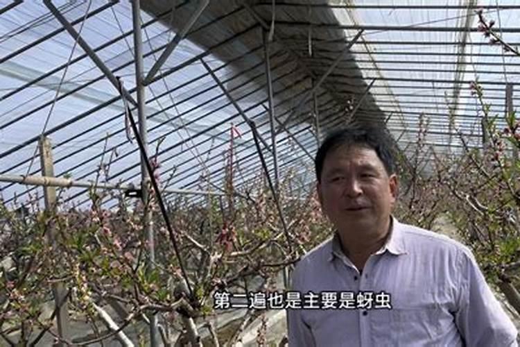 种植葡萄在各个时期,对水肥的要求都有哪些？
