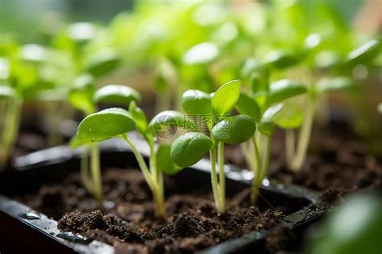 菜苗发芽三四天了可以浇肥料水吗
