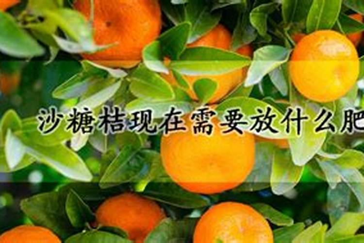 老师砂糖橘夏季施肥施什么肥,以一百斤果需要怎么搭配肥料
