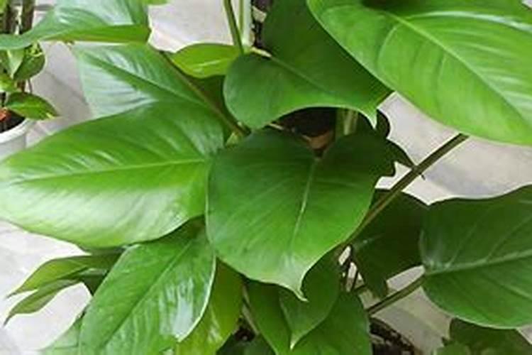 盆栽菠萝怎么浇水施肥