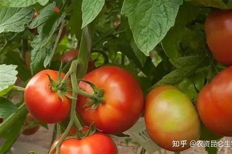 芸苔素内酯加磷酸二氢钾,多久能见效？使用时还要注意两个问题