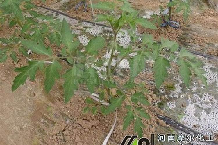 果树春天什么时候浇水