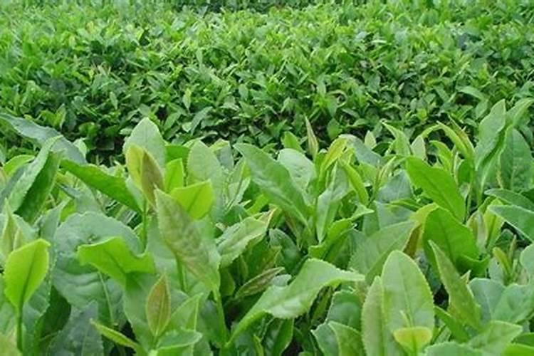 矿源黄腐酸钾能用在茶树上吗？
