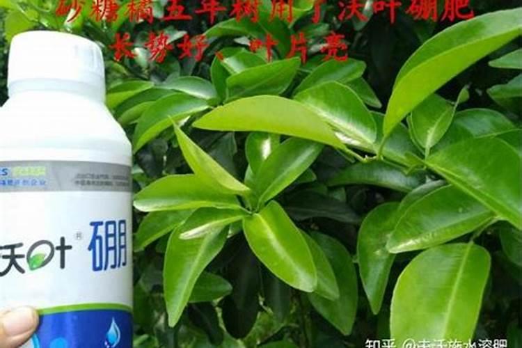 芸苔素混用什么最好