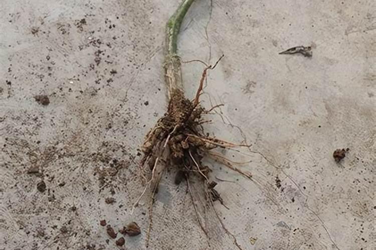 黄花菜苗烂根了怎么办？