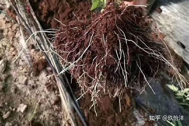 芸苔素和芸苔素内脂有什么区别