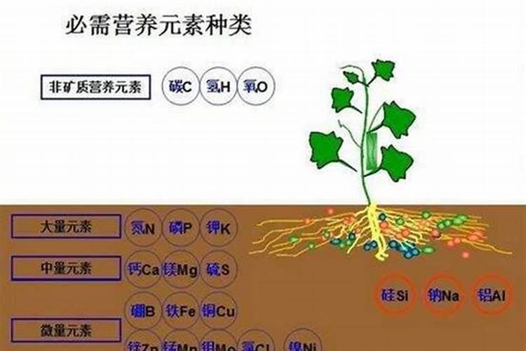 有机肥和无机肥有什么区别？
