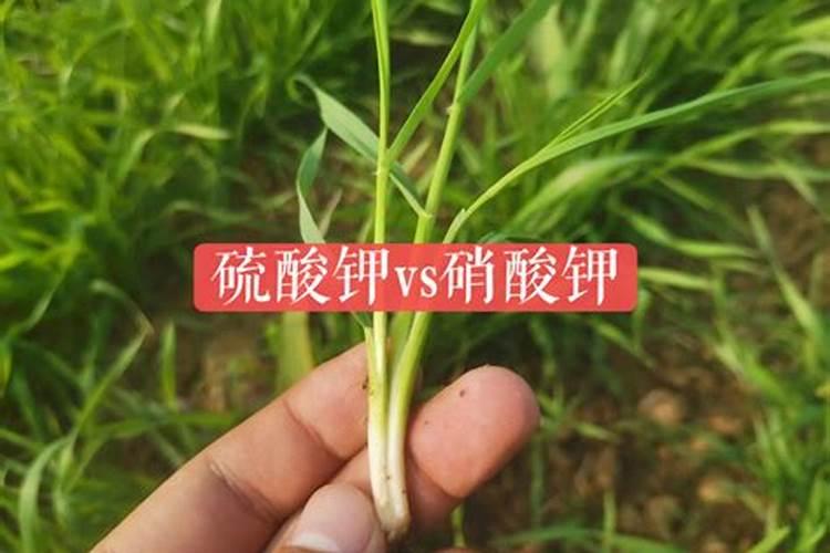 春季茶叶生产管理技术要点