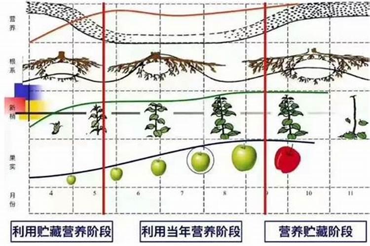 苹果树硼中毒怎么办