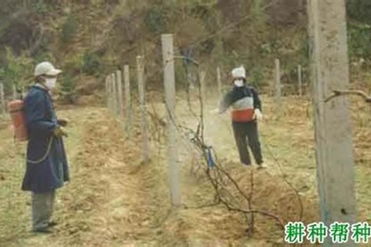 红薯含钾多少