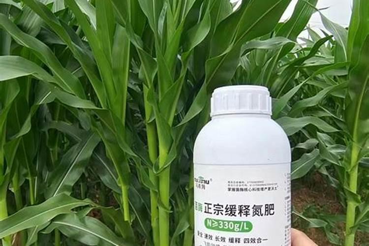 尿素可以喷施玉米吗？