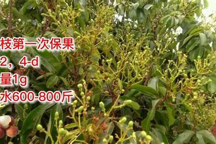 黄瓜苗期病害防治方法有哪些