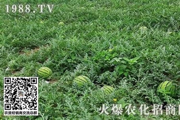 种植西瓜用什么肥料最佳施肥方法呢