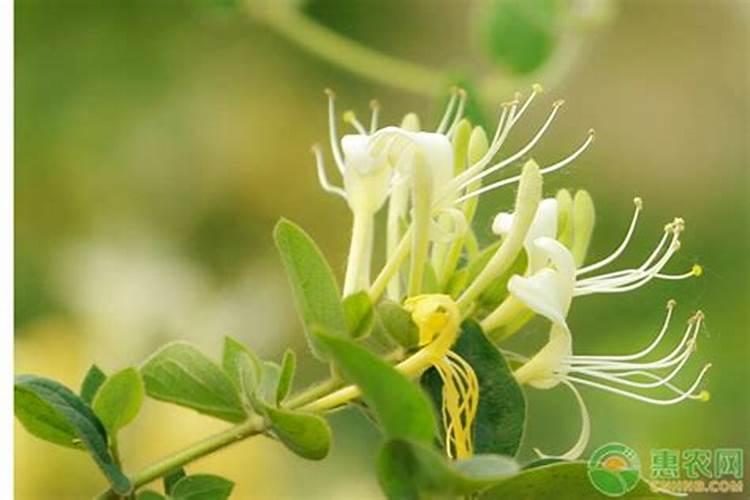 金银花移栽注意事项 何时移栽合适