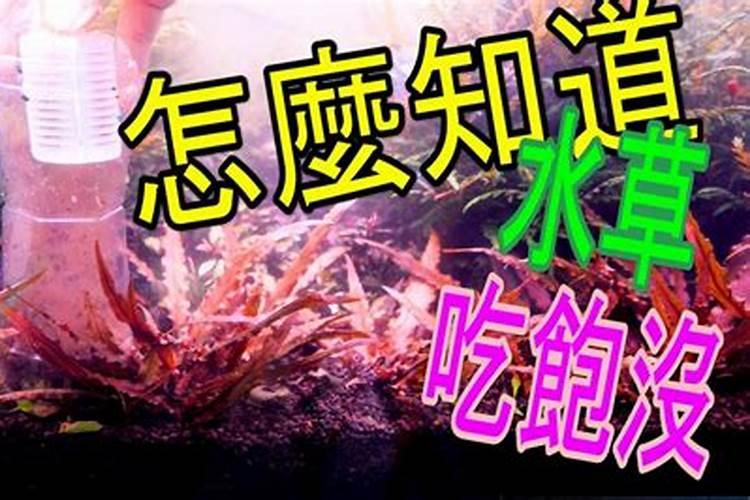 发财树浇什么水长得最旺