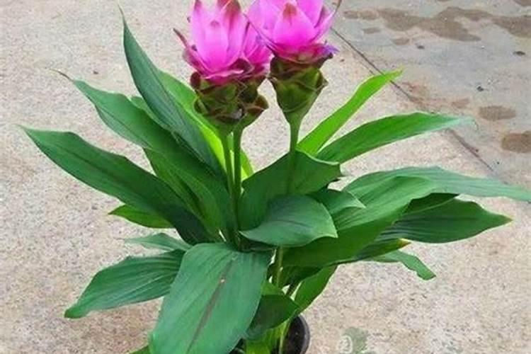 小麦三遍药具体什么时间打