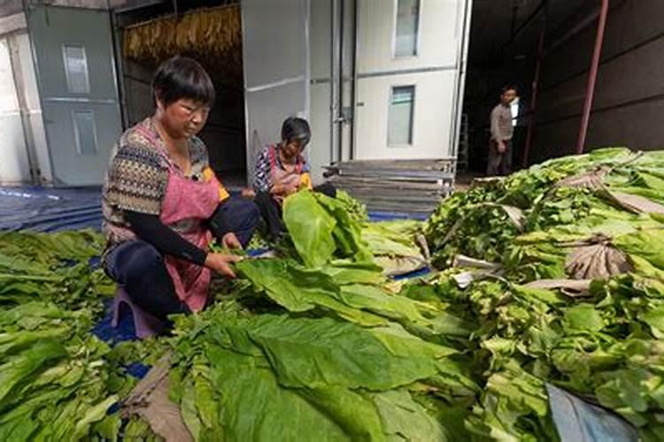 草木灰可以浇兰花吗