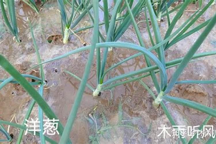 石榴树施什么肥最好