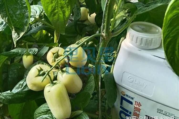 雪柑果树属于柑桔属吗？