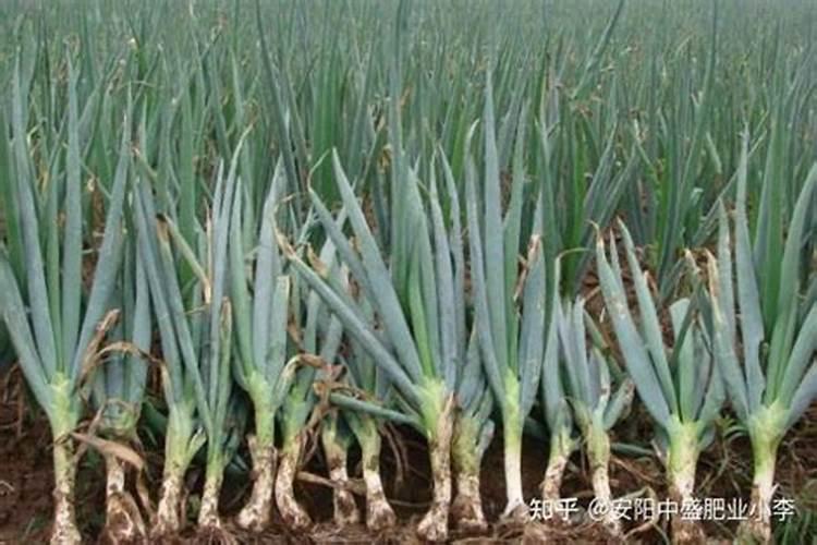 种红薯用什么肥料合适