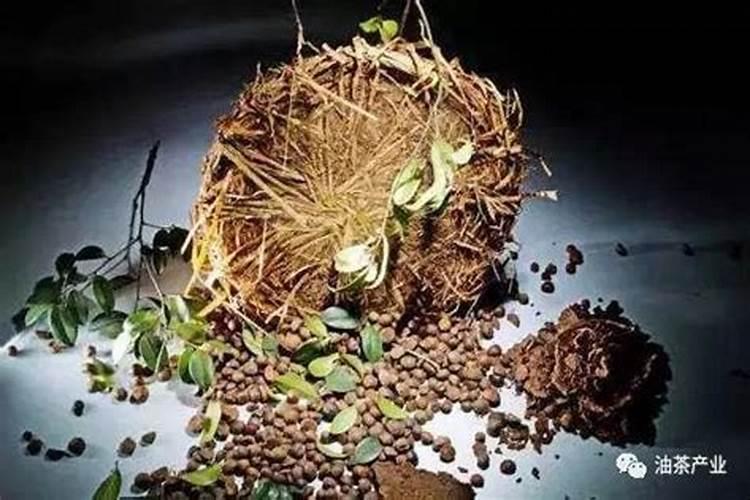 请问栽红薯用什么肥料最好