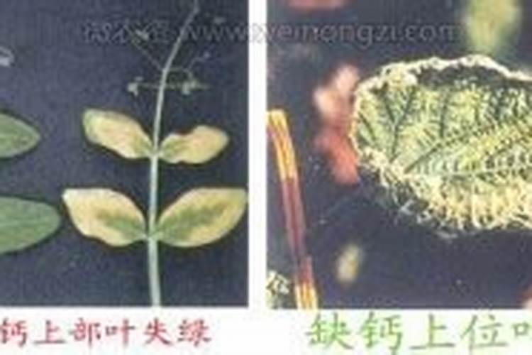 大豆追肥用什么肥料好