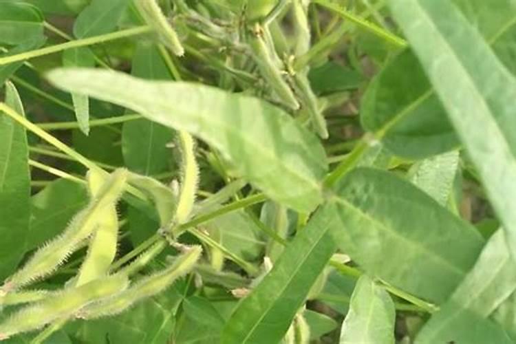 给大豆施肥,需要选用什么样的肥料？