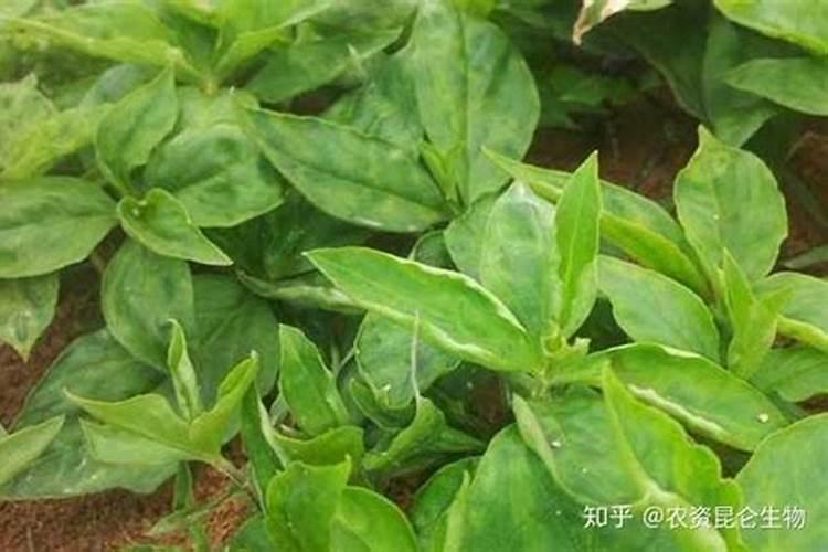 硫酸价格上涨的原因