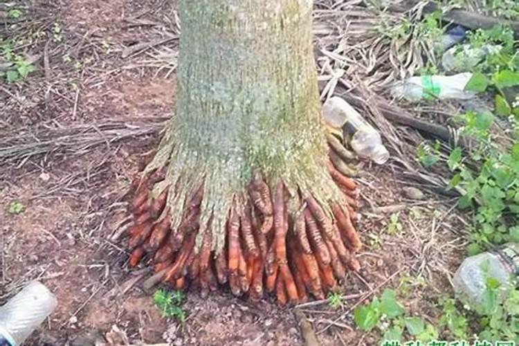 果树开花前施什么肥