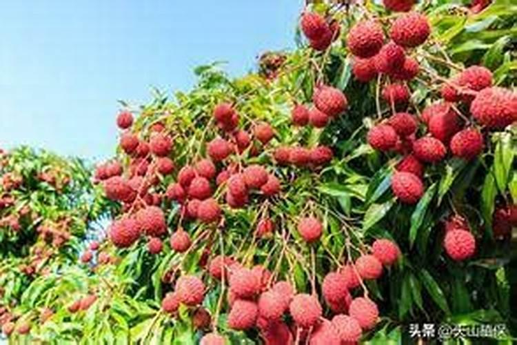 荔枝幼果期能施高钾复合肥吗？