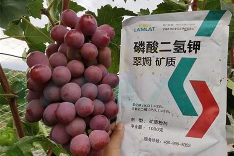 金银花用什么叶面肥好