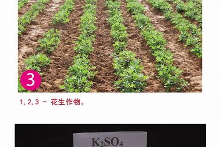 桉树用什么肥料最合适