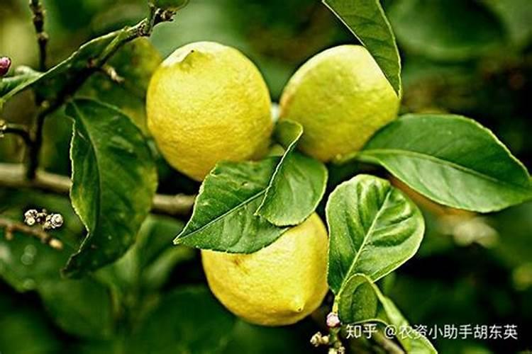 硼肥硼肥简介