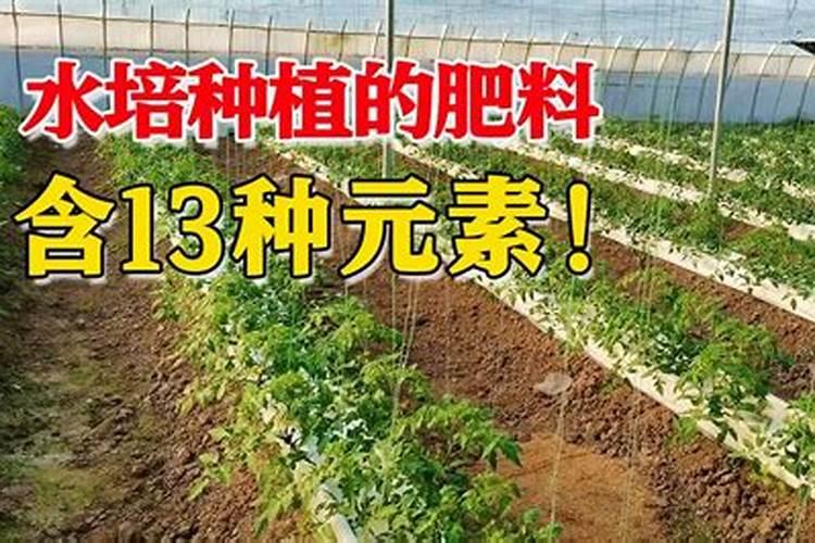 刚栽的西瓜用什么肥料浇好呢？