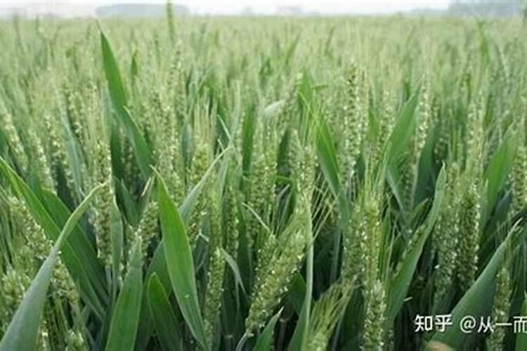 怎么样自制磷肥
