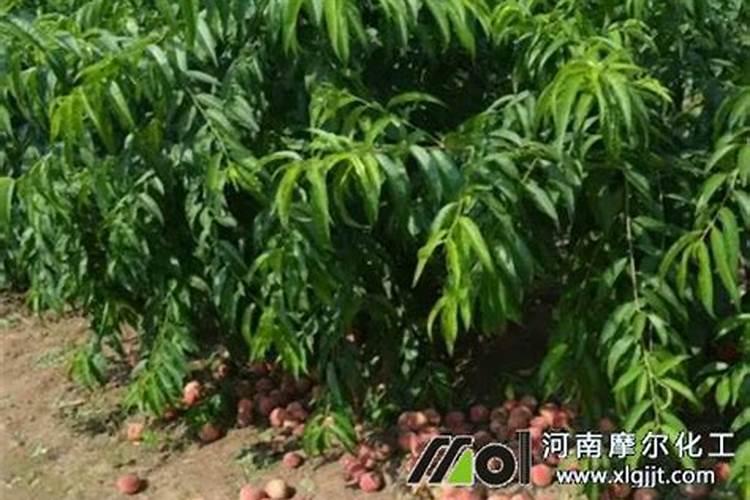 猕猴桃什么时候用矿源黄腐酸钾最好