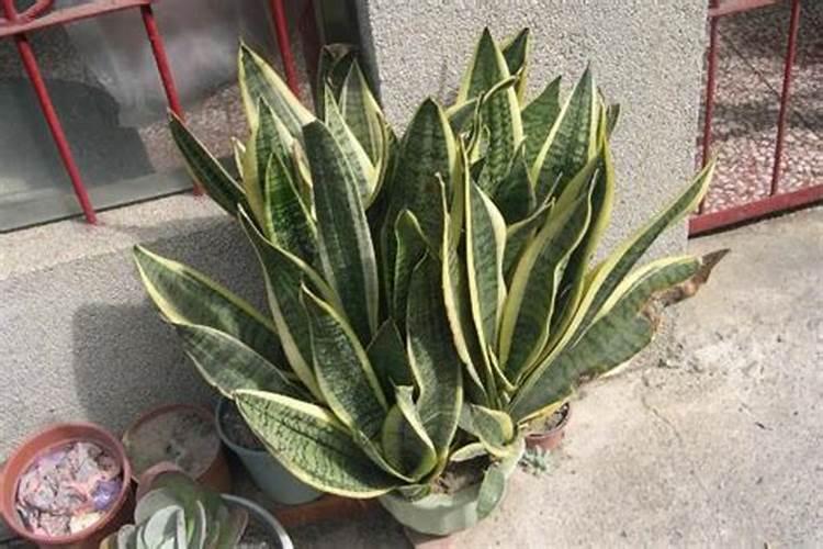 如何盆栽广柑树