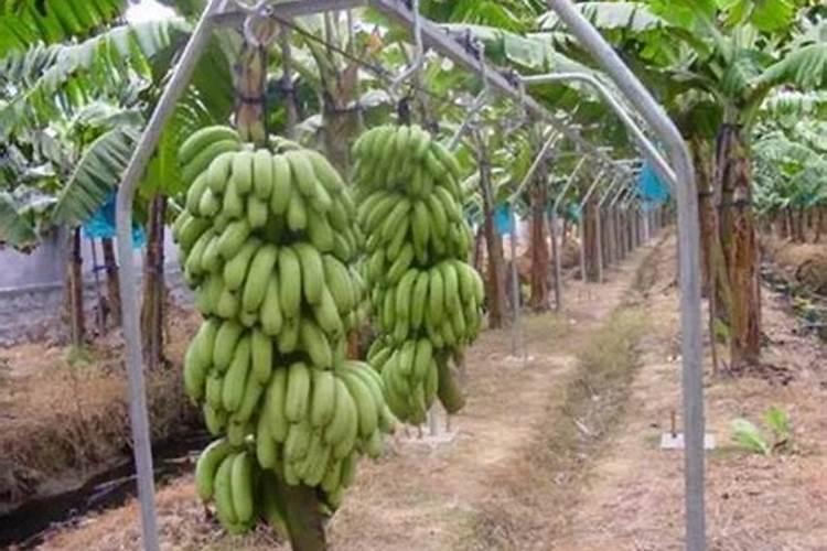 如何选购优质的水溶肥料
