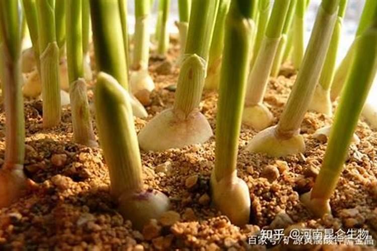 钙镁磷肥的施用方法及注意事项有哪些？