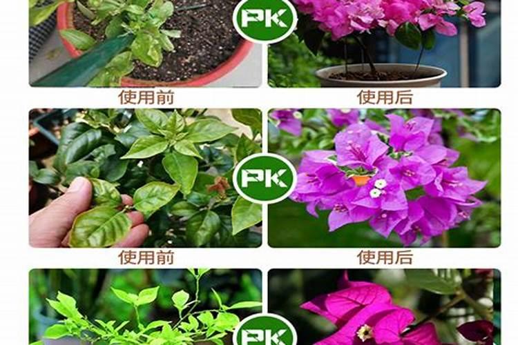 三角梅专用缓释肥一般几天见效