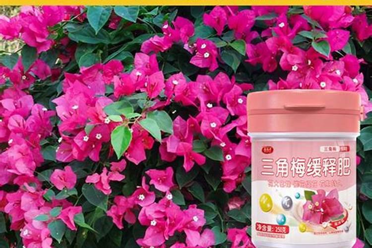 三角梅催花用什么肥料好