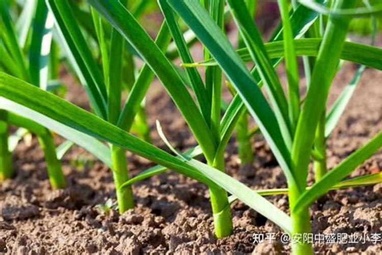 问移栽了40天的大桔子树可不可施有机肥料？