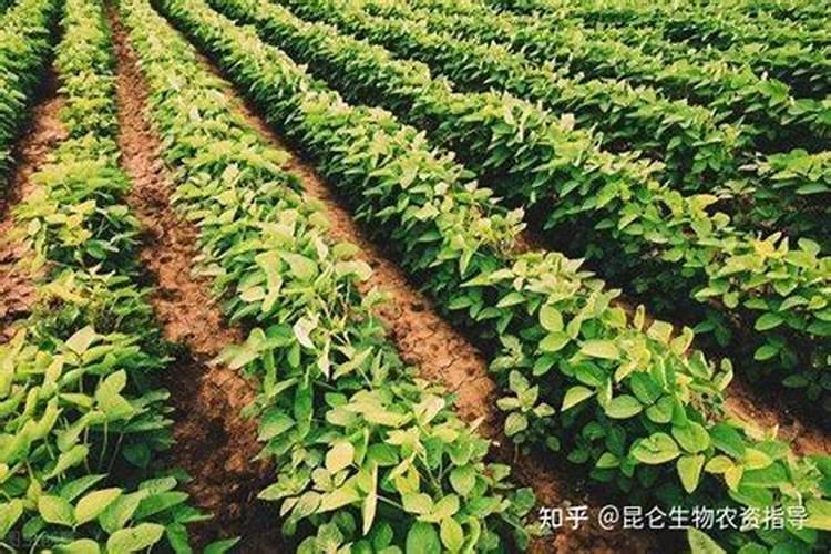 辣椒需要施什么肥料 施肥过多怎么处理