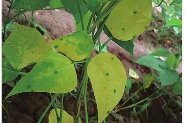 赤霉素和芸苔素哪个好